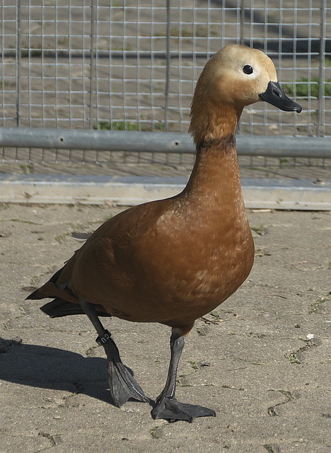这不仅是足